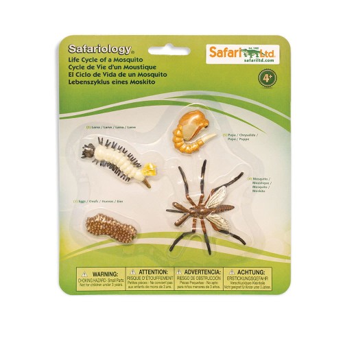 662616-Life-Cycle-of-a-Mosquito.jpg