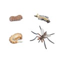 662616-Life-Cycle-of-a-Mosquito_1.jpg