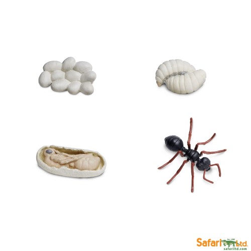663916-Life-Cycle-of-a-Ant_1.jpg