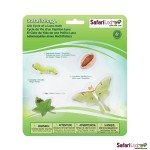 Cykl Życia Ćmy Safari Ltd