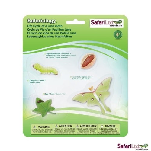 cykl życia ćmy.jpg